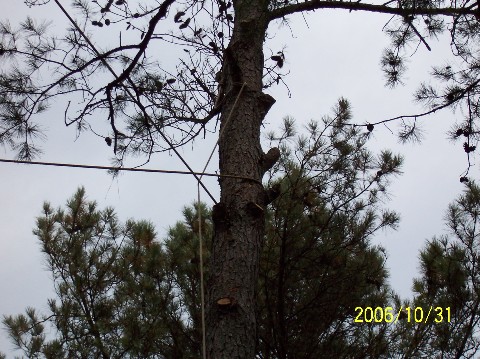 Pine Tree 010 Medium Web view.jpg